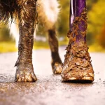 Abrace o frio e a lama